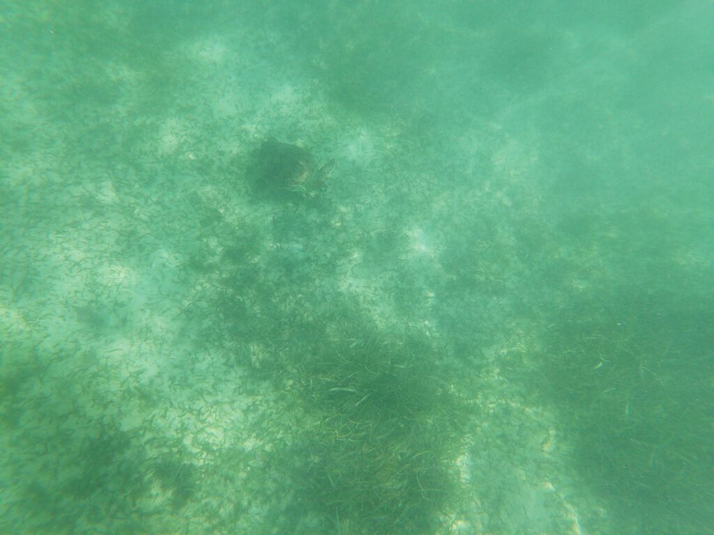 Akumal-1