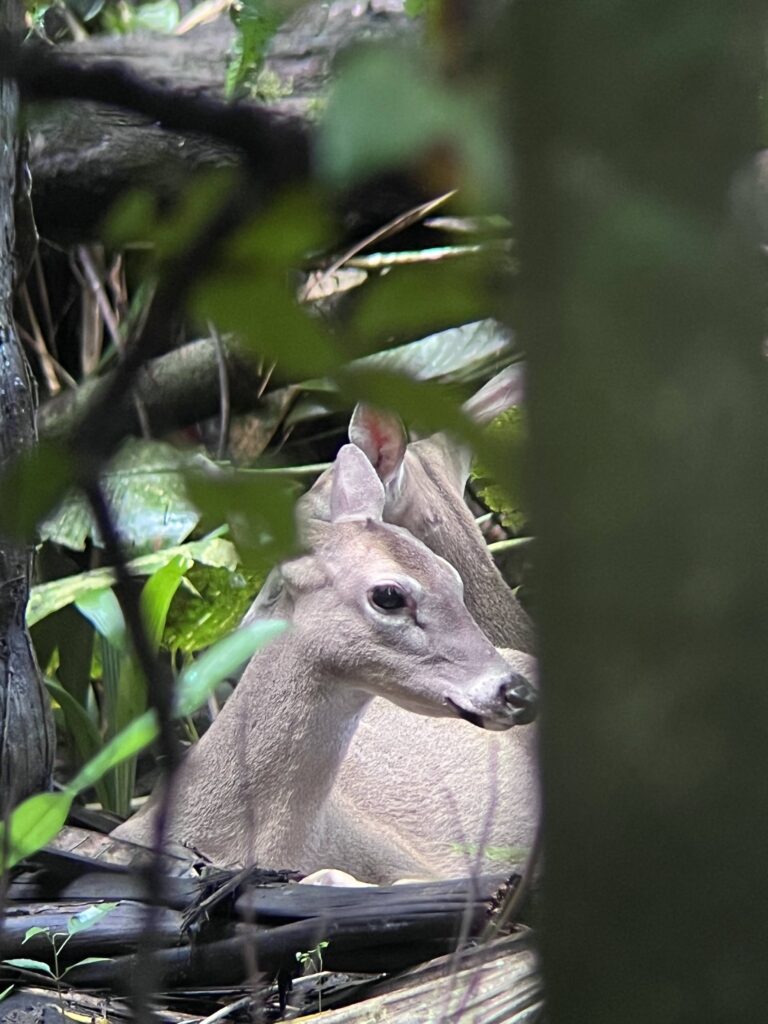 fauna-manuel-antonio-1