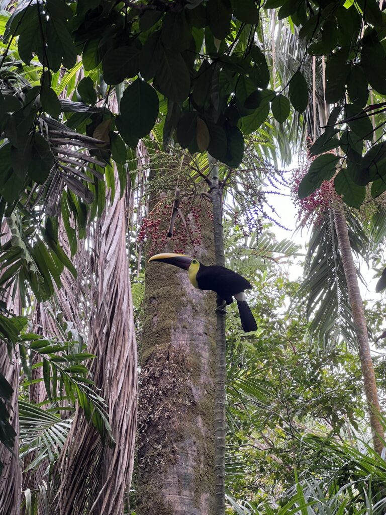 fauna-manuel-antonio-11