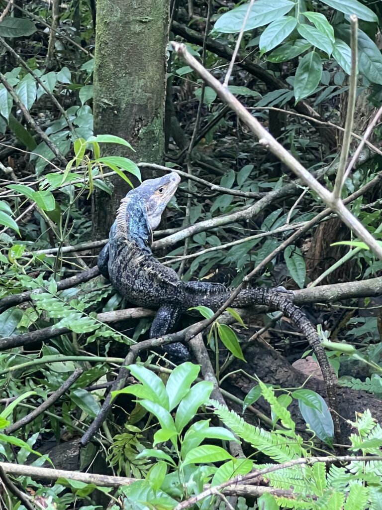 fauna-manuel-antonio-3