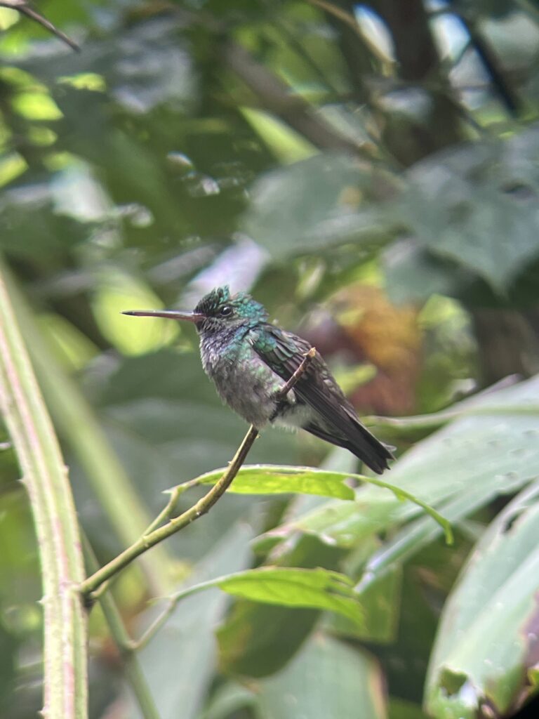fauna-manuel-antonio-4