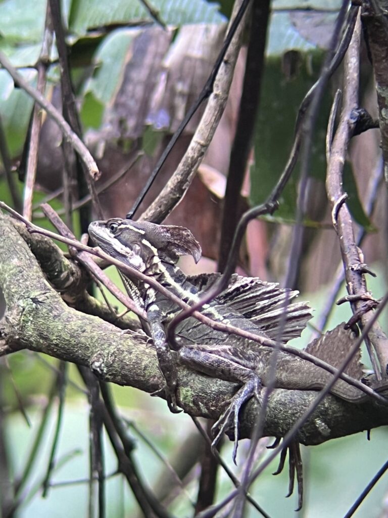fauna-manuel-antonio-5