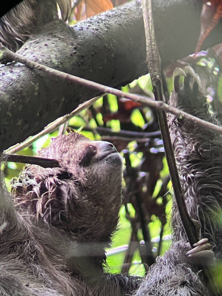 fauna-manuel-antonio-6