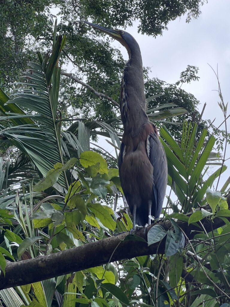 fauna-tortuguero-2