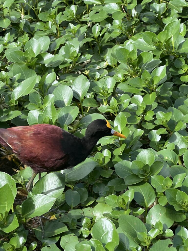 fauna-tortuguero-3