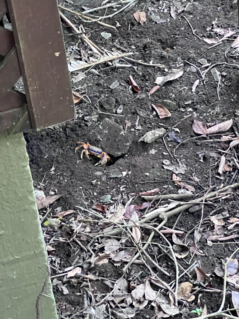 fauna-tortuguero-5