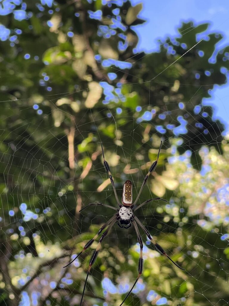 fauna-tortuguero-7