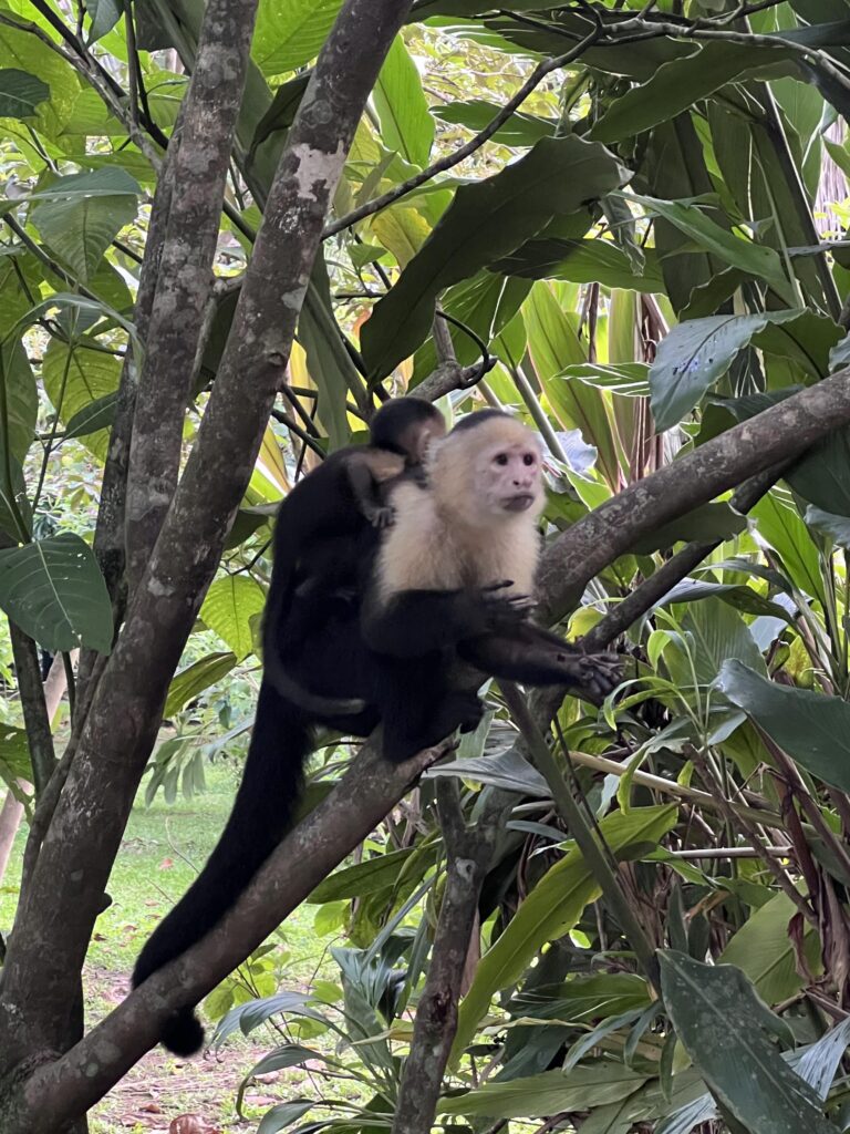 fauna-tortuguero-8