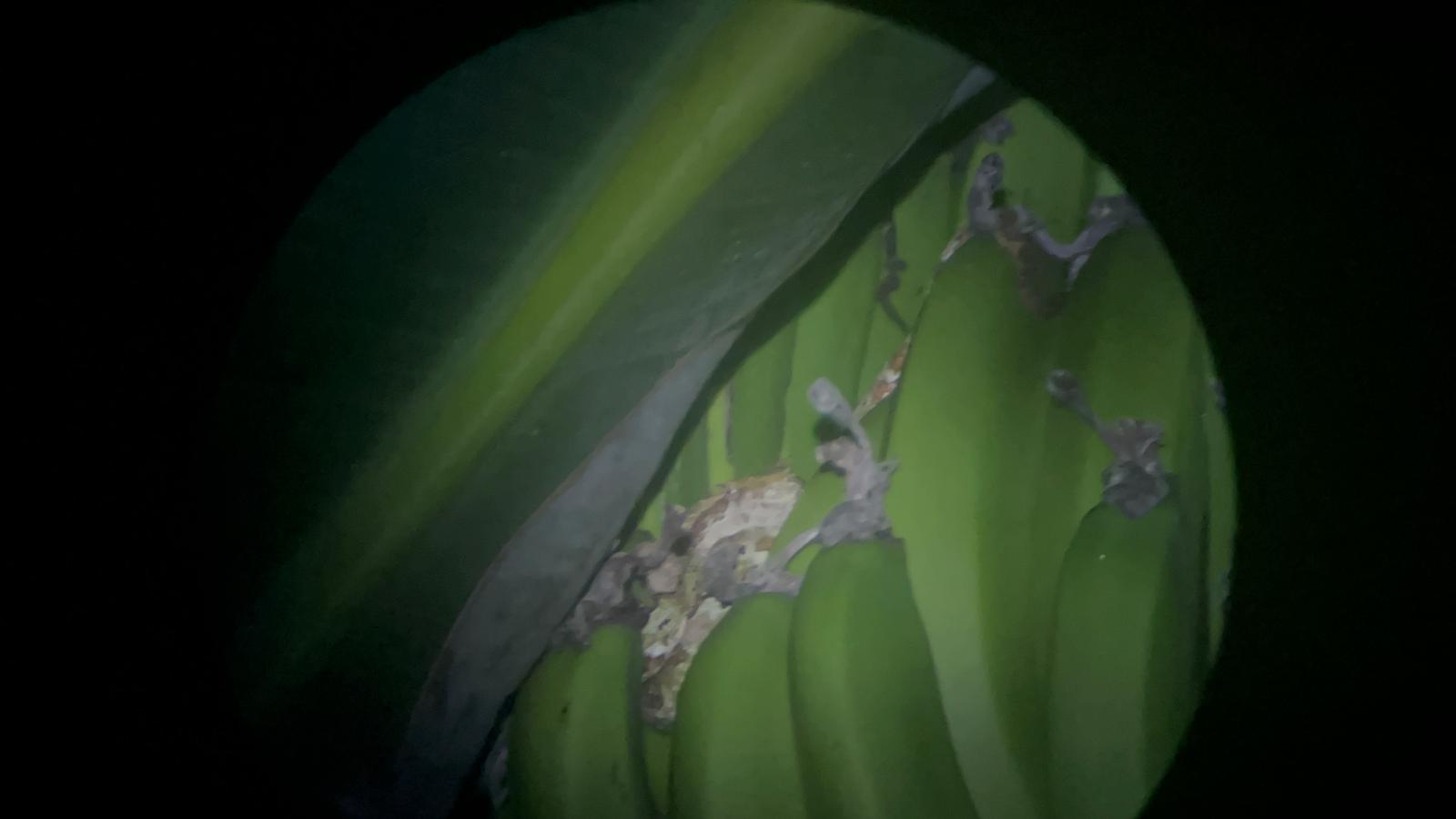 paseo-nocturno-1