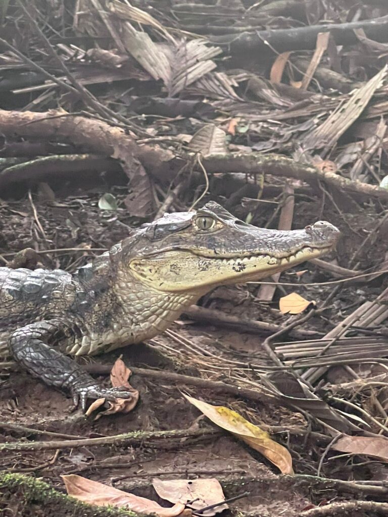 tortuguero-1